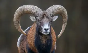 Baran z imponującymi rogami, jak 25 grudnia znak zodiaku.