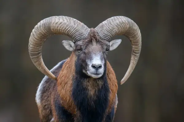 Baran z imponującymi rogami, jak 25 grudnia znak zodiaku.